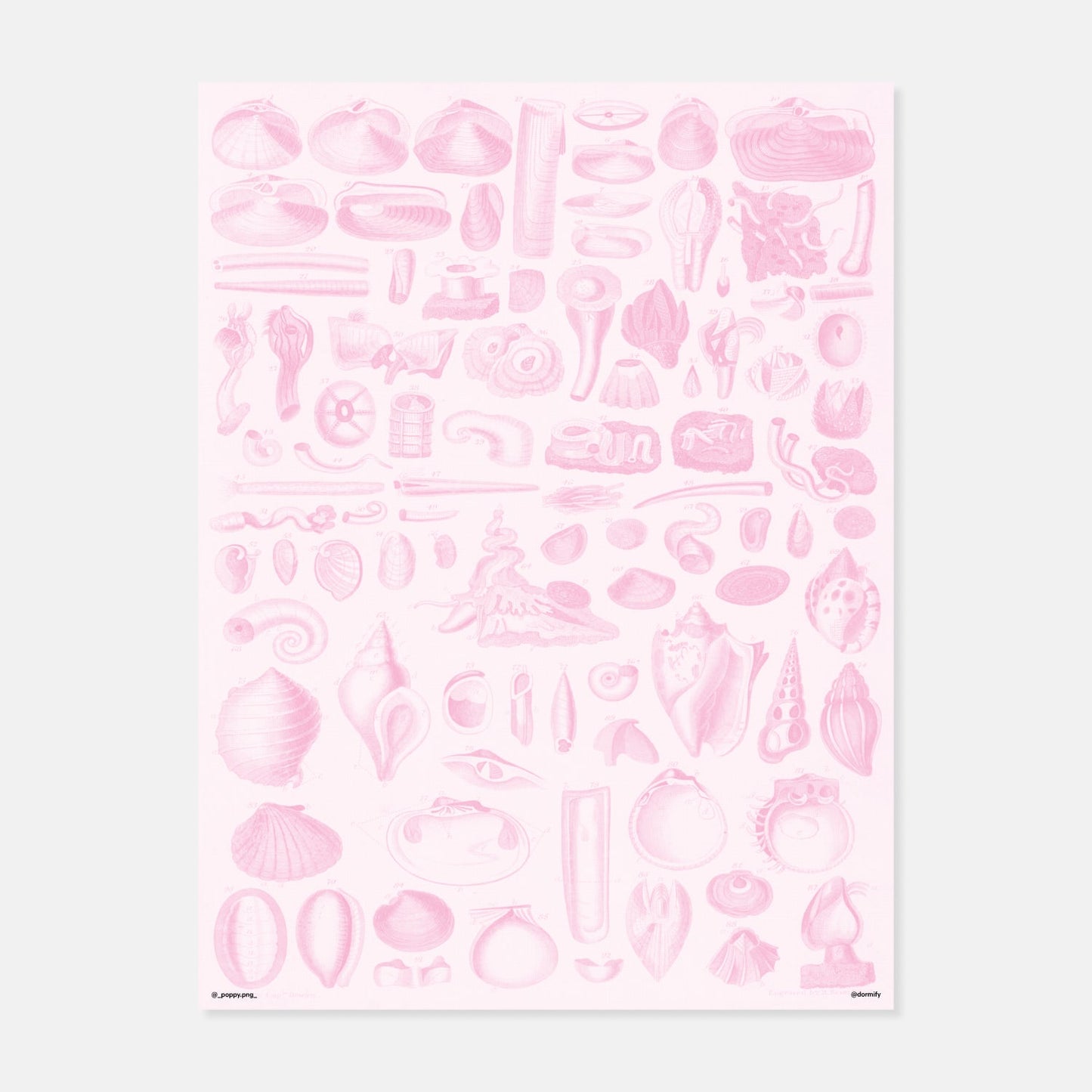 Seashells Print by Poppy.PNG